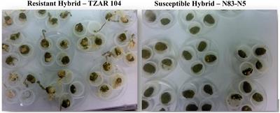 Spectral-Based Screening Approach Evaluating Two Specific Maize Lines With Divergent Resistance to Invasion by Aflatoxigenic Fungi